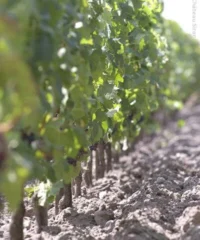 Château Siran 2018 Eine Kiste Mit 12 Flaschen (75cl)