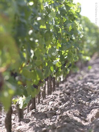 Château Siran 2018 Eine Kiste Mit 12 Flaschen (75cl) 1 Château Siran 2018 Eine Kiste Mit 12 Flaschen (75cl)